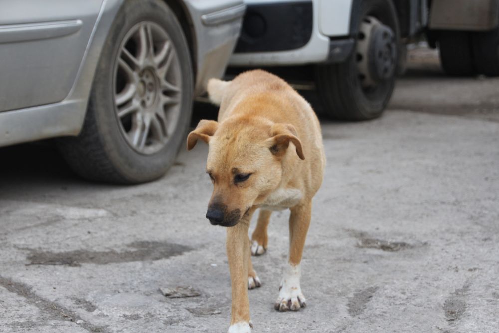 Kraft für Tiere - Straßenhunde Spenden