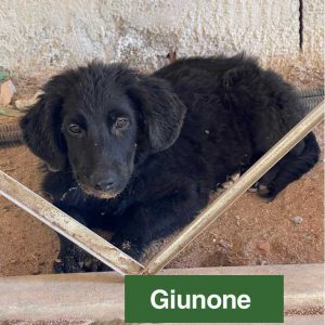 Giunone 2 Giunone 2