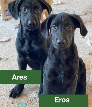 ares&pollon 2 ares&pollon 2